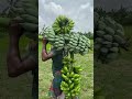 Banana Journey: From Field to Market 🍌