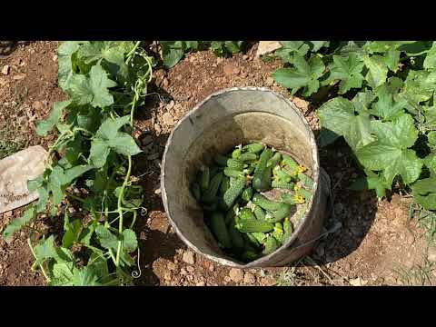 Video: Altı Dönümde Salatalık: 3 Yetiştirme Seçeneği