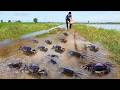 Traditional fishing fish &amp; catch crabs snails at rice field when flood in rainy