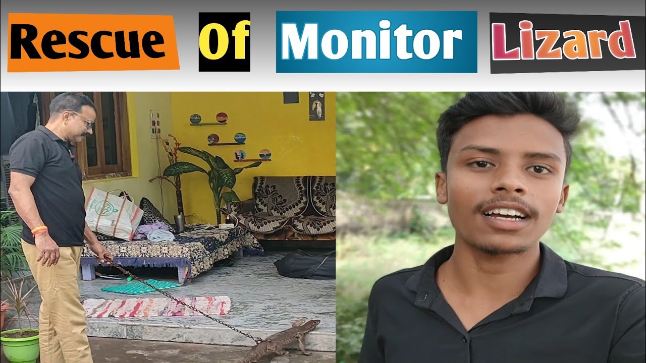 Rescue Of Monitor Lizard Goh Hindi rescue-of-monitor-lizard-goh-hindi
