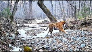 We Found Them Amur Tiger & Leopard In The Spring Ussuri Taiga
