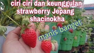 cara menanam strawbery manis shacinoka yang lagi banyak diminati ciri ciri nya