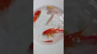 #youtubeshorts #islamic #shorts #content #viral #shortvideo #foryou #fish #video #explore #viral