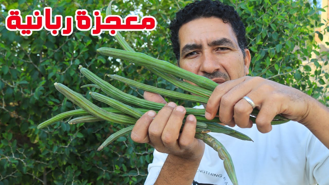 شجرة كنز يبحث عنها كبار العلماء اذا زرعتها تكسب ملايين الدولارات تعالج 300 مرض اوراقها وثمارها مفيدة