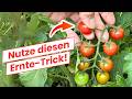 So erntest du Tomaten besonders einfach & zur richtigen Zeit 🍅