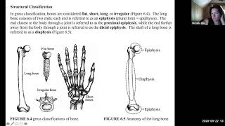 Lab Exercises 6 & 7 (Intro to Skeletal and Axial Skeleton)