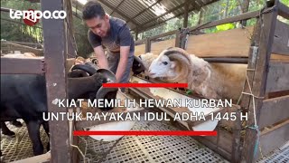 Kiat Memilih Hewan Kurban Untuk Rayakan Idul Adha 1445 H