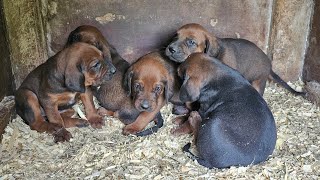 Redbone Coonhound mom Nellie wants all the attention!