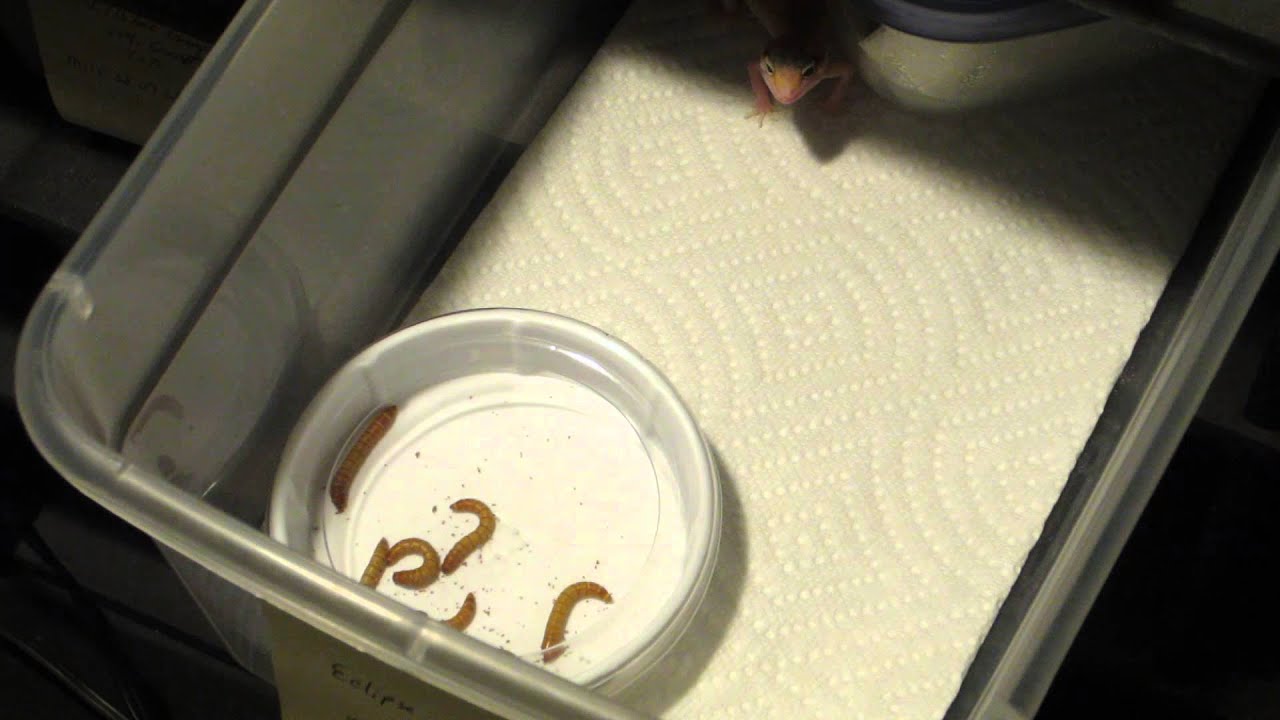 lizard skin grips Tong Feeding Cute Eclipse Leopard Gecko Hatchling Mealworms