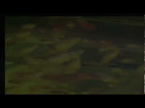 Otavia Alchetron The Free Social Encyclopedia otavia alchetron the free social