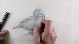 National Geographic Bird Artist - Time Lapse Painting