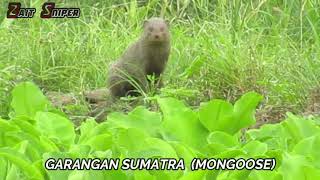 GARANGAN SUMATRA (MONGOOSE)