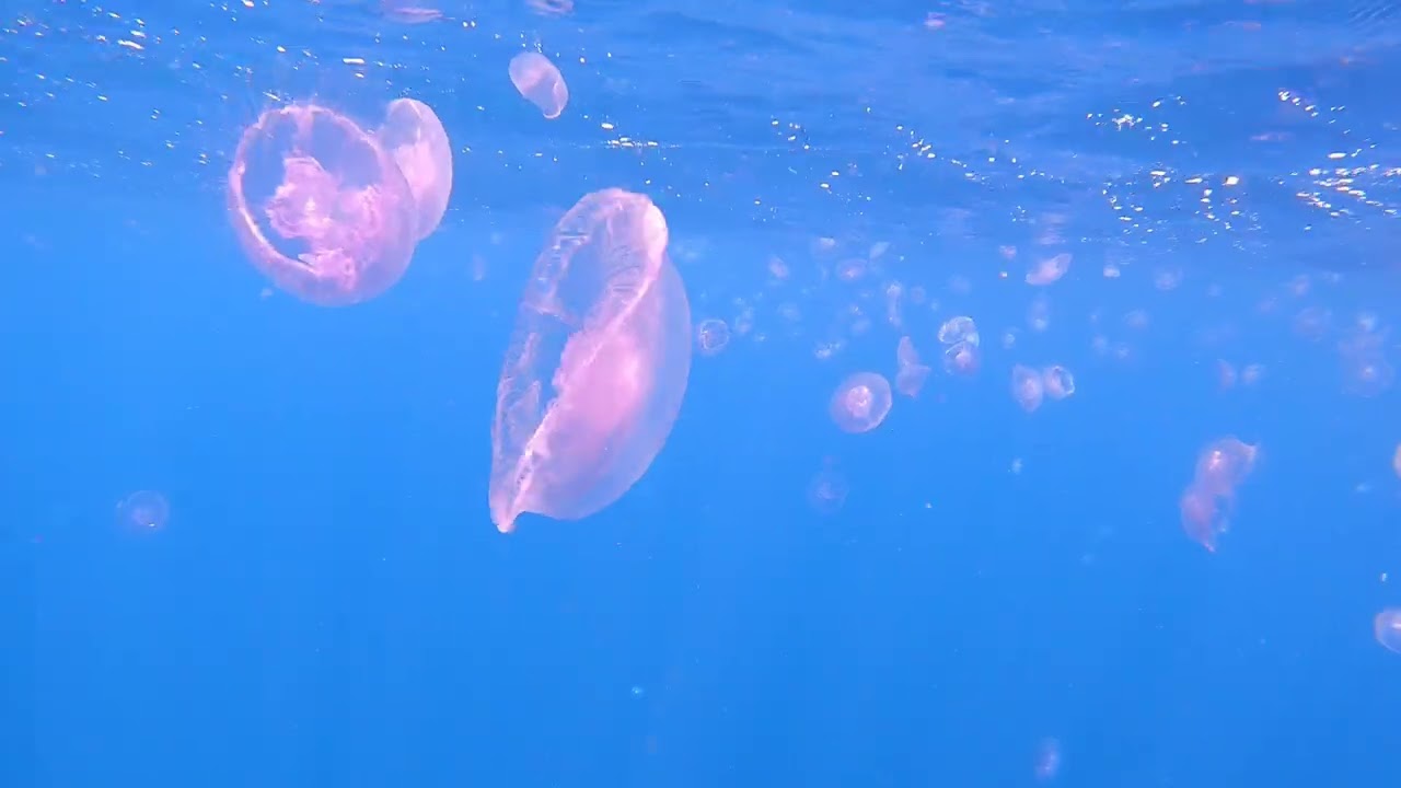 🐢❤🌊נחיל אורליות