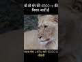 #trending #viralshorts #funny #reelsindia #memesdaily #emiproblems #middleclass #lionmemes #viral