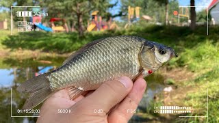 Пруд почти высох за лето. Ловля Карася на XUL спиннинг в луже.