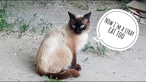 Watch the video about Threw a Purebred Cat in the Trash #cats #cutecat #catsfood