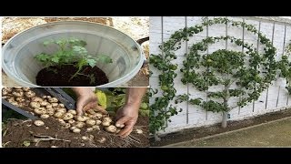 Great gardening secrets and tricks I bet you do not know PART 3