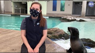 Choose to Refuse Single-use Plastics with our Marine Mammals!