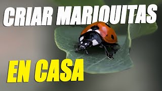 Como CRIAR MARIQUITAS en CASA | Mariquitario