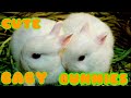 CUTE BABY BUNNIES#RABBIT