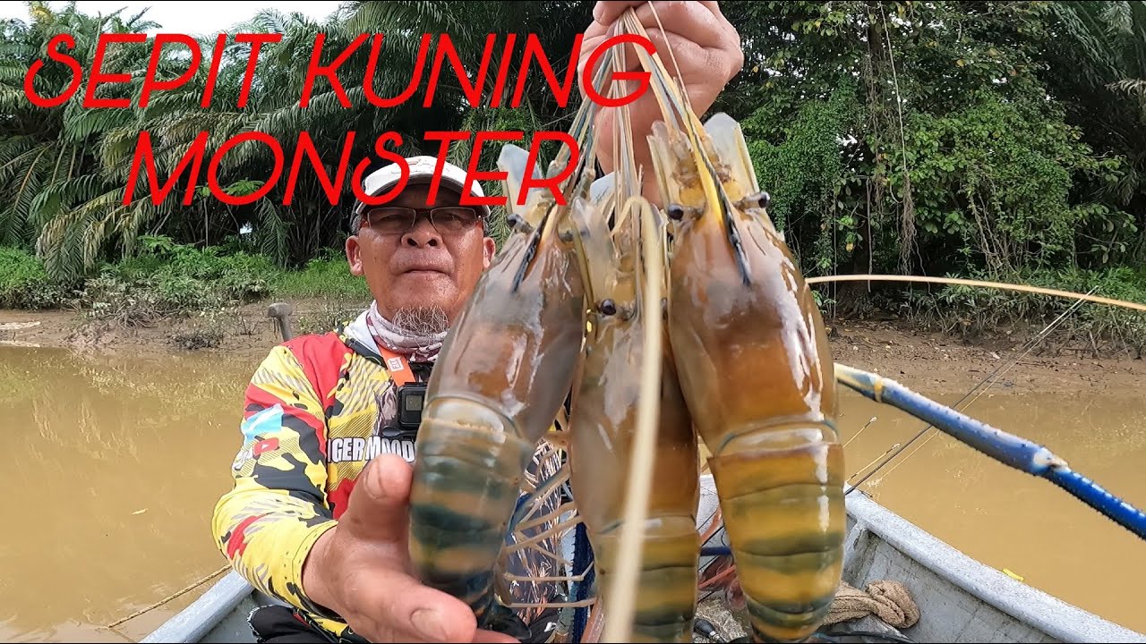 MONSTER‼️SEPIT KUNING LUBUK DARA SUNTI PALING SADO DI MALAYSIA & NUSANTARA.Siri#232 #fishing