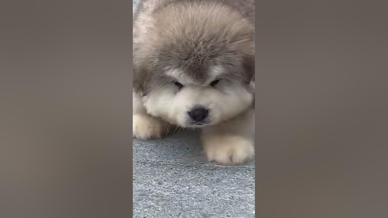Милые собачки 🐶 Pretty #милые #милыесобачки #утренняя #доброеутро # ...