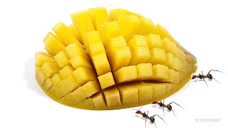 Timelapse Ants Vs Mango