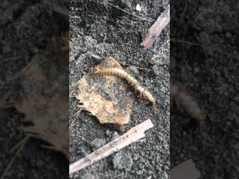 Pertarungan semut dan lipan