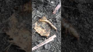 Download Lagu Pertarungan semut dan lipan MP3