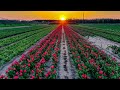 Столица белорусских тюльпанов — Тышковичи