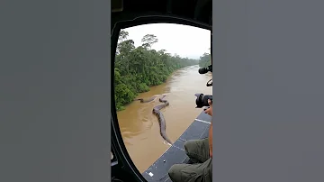 Helicopter Crew Spots Monster Anaconda In Amazon River Close Up At The End 