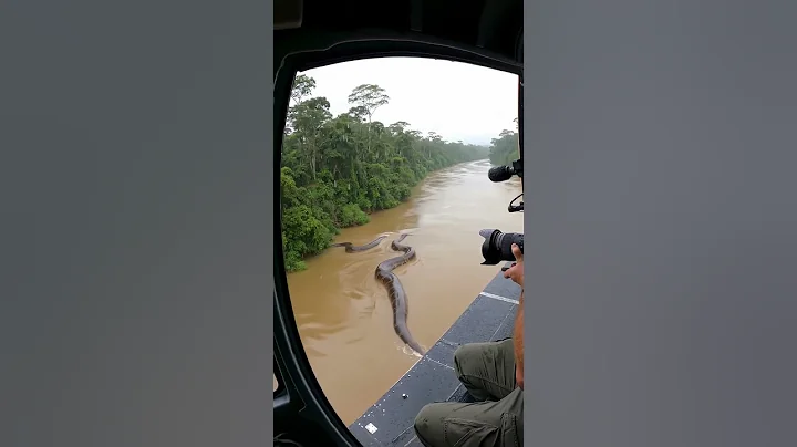 Helicopter Crew Spots Monster Anaconda in Amazon River 😱🌀 Close-Up at the End 😱