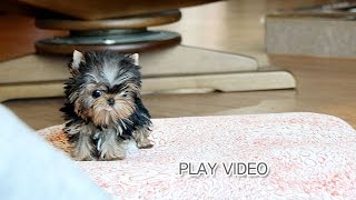 Micro teacup yorkie for sale