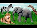 Animais da África - Elefante, Leão, Girafa, Rinoceronte - Som dos Animais