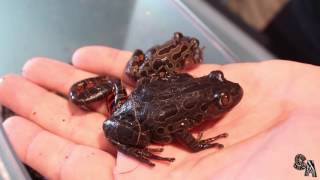 The redlegged running frog (Phlyctimantis maculatus)  a frog from the east coast of Africa