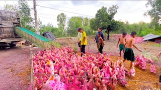 Migratory pink ducks find new land by truck