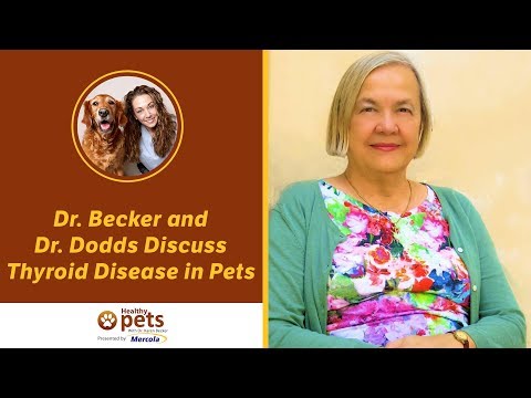 dr.-becker-and-dr.-dodds-discuss-thyroid-disease-in-pets