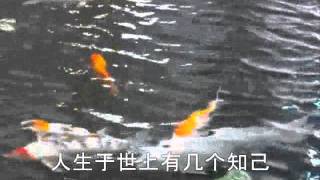 友谊之光 (粤语) 友谊之光 (粤语)