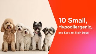 10 Small, Hypoallergenic, and Easy-to-Train Dogs! #xukitips #dogs #doglover #cutedog 10 Small, Hypoallergenic, and Easy-to-Train Dogs! #xukitips #dogs #doglover #cutedog