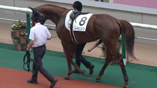 【４Ｋ現地撮影】トーセンコパンパドックで馬っ気を出す