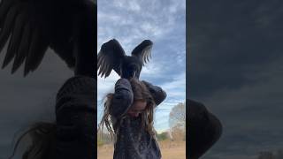 When vultures attack! Oh that’s just #mavric #animals #vulture #wildlife #blackvulture #birds #fyp