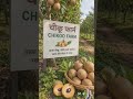 चीकू के बाग में प्रकृति का मीठा खज़ाना 🌿🥭Fresh Chikoo Farm Vibes 🍂✨ || #shorts #kisan