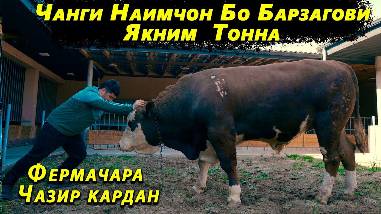 Дахшата Бин Букаи Як Ним Тона Дар Фермаи Наимчони Саидали.