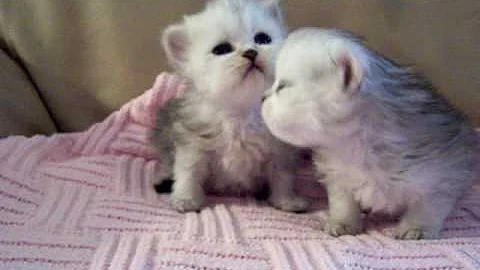 Video 3700131: persian cattery, persian kitten, persian doll