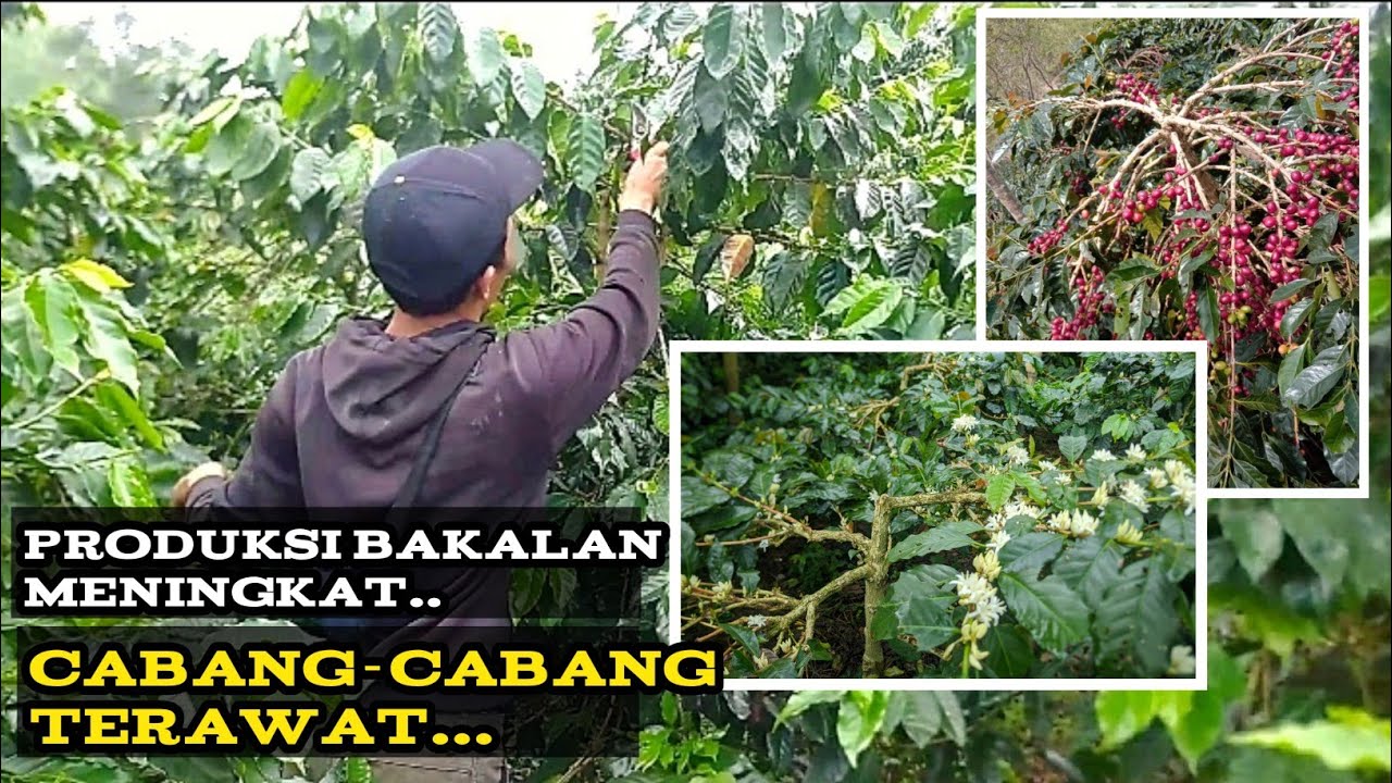 pemangkasan lepas panen kopi arabika, meningkatkan produksi @sepgarden