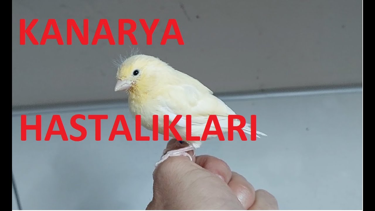 Kanarya Hastalıkları Yavru ve Yetişkin Kanaryaların Göz Rahatsızlıkları(Neden Olur,Tedavisi Nasıl)