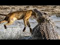 Attacking Lion, Crocodile Proves He Is The King Make All Species Fear