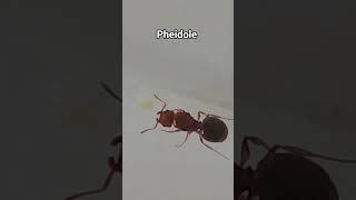 que especie de pheidole e essa?#formiga #formigas