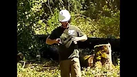 Eager Beaver Tree Service in Bellingham, WA