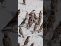 where is gone sparrow birds 😱|| #sciencefacts #shorts